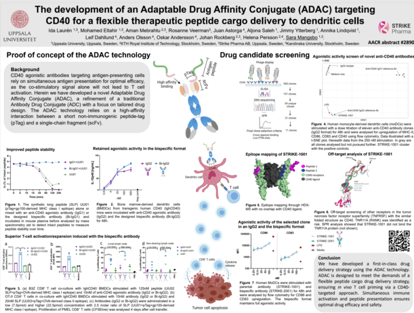 AACR Poster April 2022: Development of an Adaptable Drug Affinity Conjugate, targeting the CD40 protein, provides a flexible therapeutic peptide cargo delivery to dendritic (APC) cells