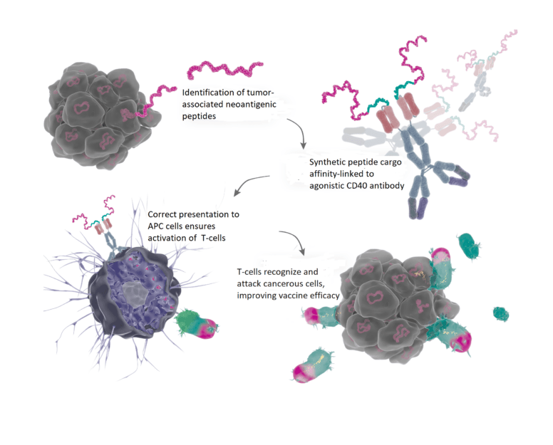 Immunotherapeutic vaccines for solid tumors - targeting CD40 protein